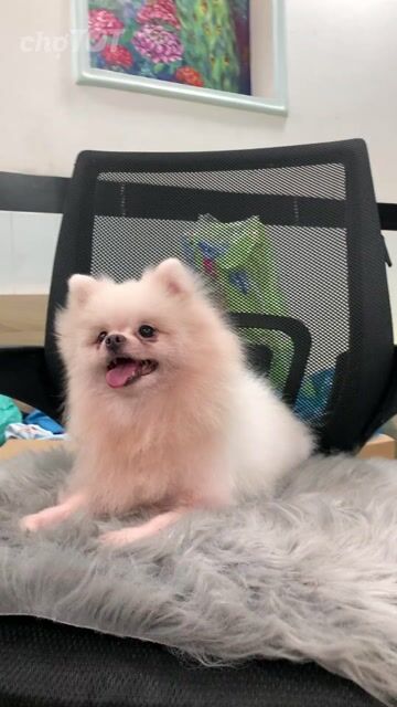 Phốc cái mặt xinh. Mua bán Chó tại Quận 1 Tp Hồ Chí Minh được đăng bởi SHOP PET NẮNG BÌNH DƯƠNG  hình 1