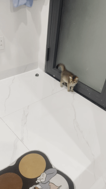 Mèo ALN nhỏ 3 tháng tuổi. Mua bán Mèo tại Thị xã Bến Cát Bình Dương được đăng bởi HAI LÚA RA PHỐ hình 1