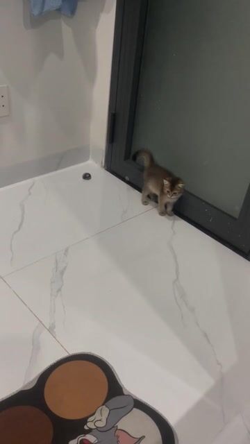 Mèo ALN nhỏ 3 tháng tuổi. Mua bán Mèo tại Thị xã Bến Cát Bình Dương được đăng bởi HAI LÚA RA PHỐ hình 1