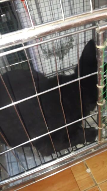 Chó con đực tai thẳng. Mua bán Chó tại Quận Tây Hồ Hà Nội được đăng bởi Nguyễn Tiến Tùng hình 1