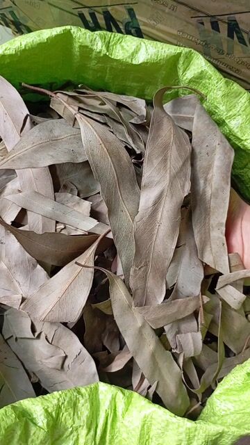 Lá Khuynh Diệp Khô xông nhà. Mua bán Nội thất, đồ gia dụng khác tại Thị xã Điện Bàn Quảng Nam được đăng bởi Đồ Thanh Lý 2hand hình 1