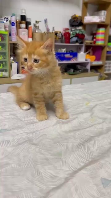 Mèo Anh lông dài 2 tháng tuổi. Mua bán Mèo tại Quận 8 Tp Hồ Chí Minh được đăng bởi Tony Minh hình 1