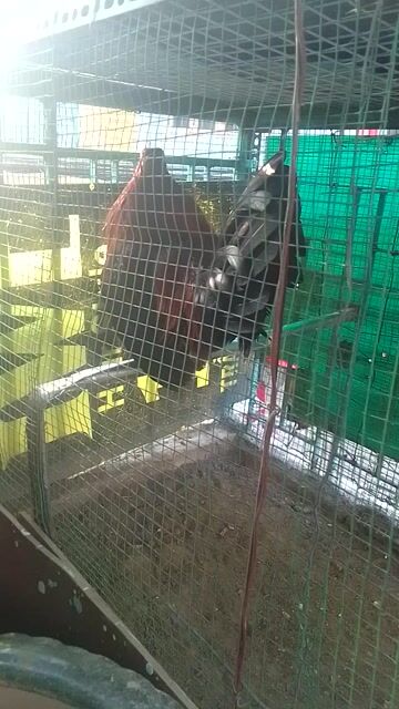 tl nghĩ. Mua bán Gà tại Quận 3 Tp Hồ Chí Minh được đăng bởi Phạm Cúc hình 1