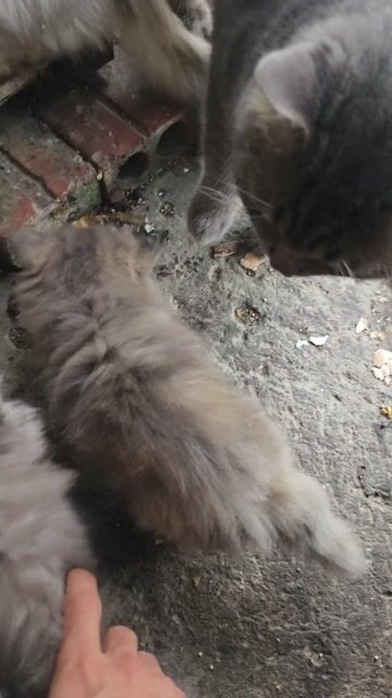 Mèo Ba Tư lai ALN nhiều màu. Mua bán Mèo tại Thành phố Bắc Ninh Bắc Ninh được đăng bởi HVM hình 1