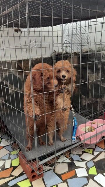 Chó Poodle 2.5 tháng Đực Cái Nâu. Mua bán Chó tại Thành phố Biên Hòa Đồng Nai được đăng bởi Nhân Huỳnh hình 1