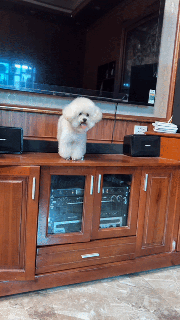 Chó Poodle đực Trắng 1,9kg. Mua bán Chó tại Huyện Quốc Oai Hà Nội được đăng bởi Min tattoo hình 1