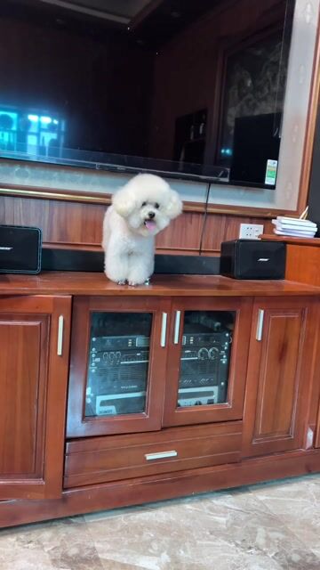 Chó Poodle đực Trắng 1,9kg. Mua bán Chó tại Huyện Quốc Oai Hà Nội được đăng bởi Min tattoo hình 1