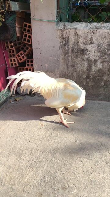 gà lôg nhận trang 3k1 tay tốt long mới tơ 10 thán. Mua bán Gà tại Thành phố Thủ Dầu Một Bình Dương được đăng bởi Thanh Tiền hình 1