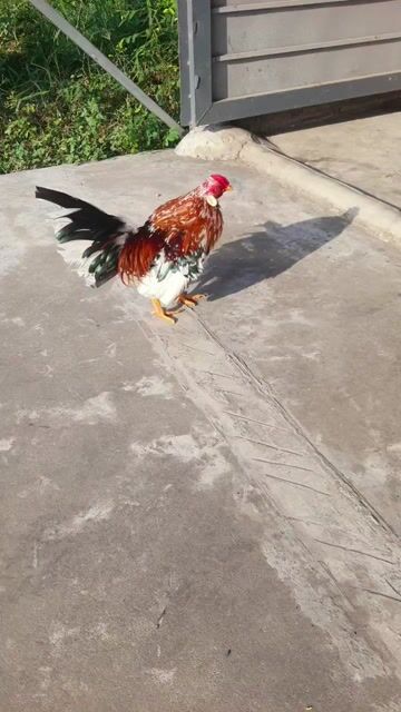 Gà Tre Bắc. Mua bán Gà tại Huyện Long Phú Sóc Trăng được đăng bởi Minh Toàn hình 1