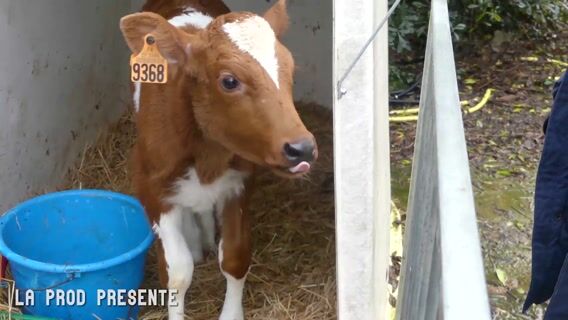 De la vache à la glace
