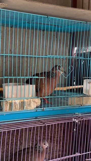 Chim cu gáy mái. Mua bán Chim tại Huyện Thanh Trì Hà Nội được đăng bởi Ngọc anh hình 1