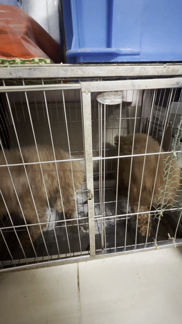 Chó Poodle tiny cái 1.5 tuổi. Mua bán Chó tại Quận Ba Đình Hà Nội được đăng bởi Dương Minh Hằng hình 1