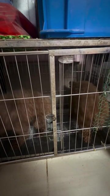 Chó Poodle tiny cái 1.5 tuổi. Mua bán Chó tại Quận Ba Đình Hà Nội được đăng bởi Dương Minh Hằng hình 1