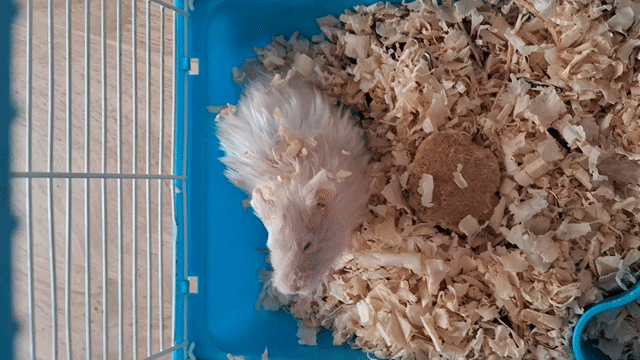 Hamster lông xù màu Trắng. Mua bán Thú cưng khác tại Quận Tân Phú Tp Hồ Chí Minh được đăng bởi Ngô Phương Uyên hình 1