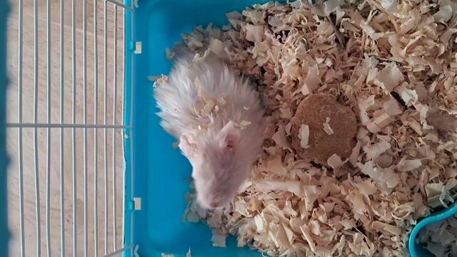 Hamster lông xù màu Trắng. Mua bán Thú cưng khác tại Quận Tân Phú Tp Hồ Chí Minh được đăng bởi Ngô Phương Uyên hình 1
