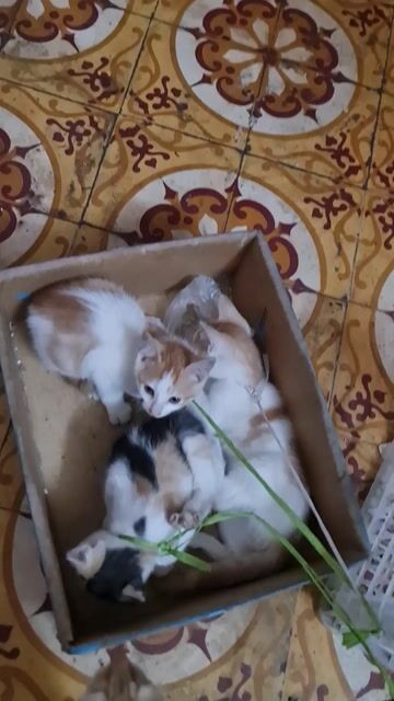 Mèo ta không xác định. Mua bán Mèo tại Quận Thanh Xuân Hà Nội được đăng bởi Tài Đào hình 1