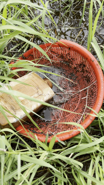 Cá lia thia đồng Xanh đen. Mua bán Thú cưng khác tại Huyện Giang Thành Kiên Giang được đăng bởi Sầu ka ka hình 1