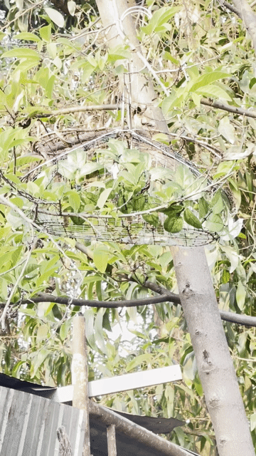 Chim lỗi cắn đuôi. Mua bán Chim tại Huyện Vĩnh Cửu Đồng Nai được đăng bởi choixongdong hình 1