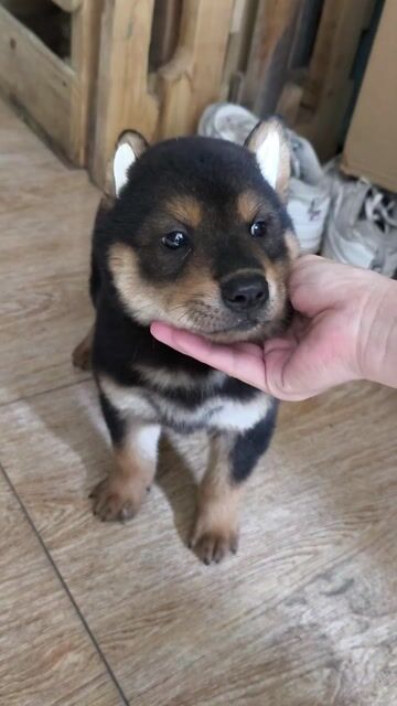 Mông cộc tịt tứ mục siêu ngầu
