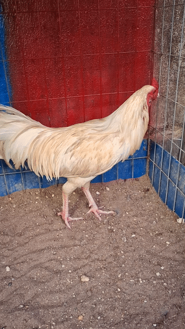 Gà vườn Trắng 2.6kg. Mua bán Gà tại Huyện Củ Chi Tp Hồ Chí Minh được đăng bởi Quí gà hình 1