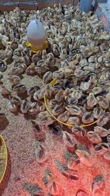 Gà con khỏe mạnh đã tiêm vắc xin. Mua bán Gà tại Quận 12 Tp Hồ Chí Minh được đăng bởi Lê Thị Hảo hình 1