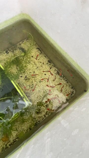 Guppy Koi Wild Short gen, RB 30🌾/1c. Mua bán Thú cưng khác tại Huyện Hòa Vang Đà Nẵng được đăng bởi Tấn Phát hình 1