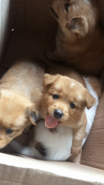 Chó con puppy chân ngắn. Mua bán Chó tại Thành phố Hạ Long Quảng Ninh được đăng bởi Anh Đồng NÁt hình 1