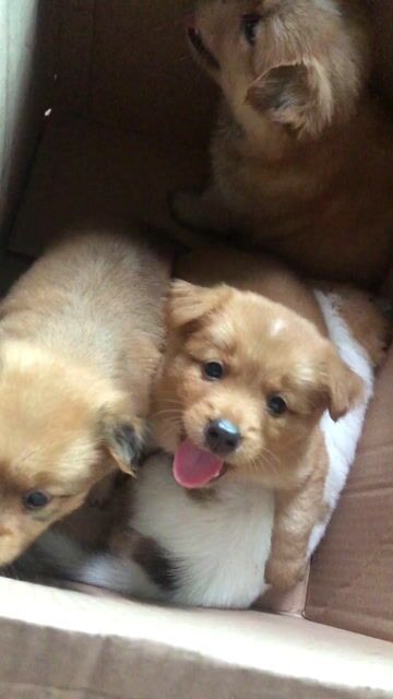 Chó con puppy chân ngắn. Mua bán Chó tại Thành phố Hạ Long Quảng Ninh được đăng bởi Anh Đồng NÁt hình 1