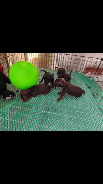 Chihuahua mini – 3 trai socola & 1 gái đen. Mua bán Chó tại Quận 8 Tp Hồ Chí Minh được đăng bởi Chihuahua nhà ZoZo hình 1