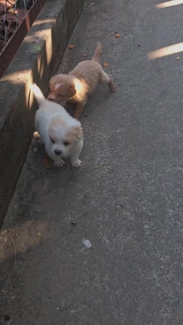 Chó Nhật lai Poodle cái 1.5 tháng. Mua bán Chó tại Thành phố Biên Hòa Đồng Nai được đăng bởi Nguyễn Hoàng hình 1