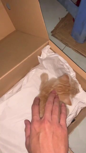 Mèo con Vàng. Mua bán Mèo tại Quận Bình Tân Tp Hồ Chí Minh được đăng bởi Huy hình 1