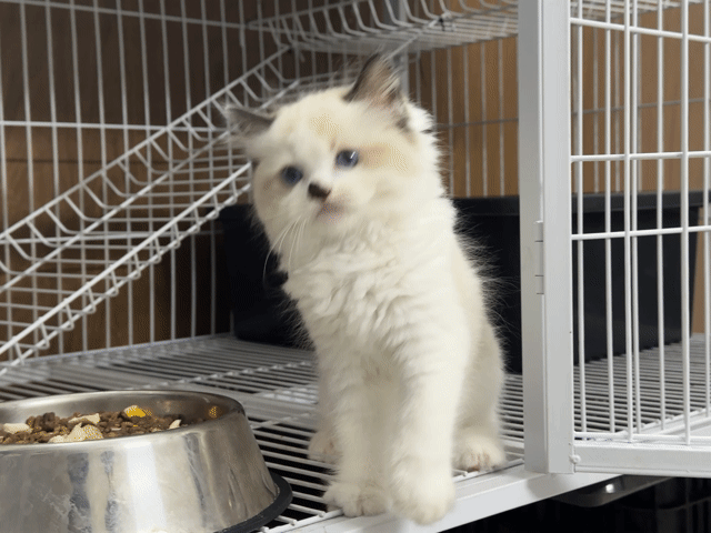 Mèo Ragdoll. Mua bán Mèo tại Thành phố Thủ Đức Tp Hồ Chí Minh được đăng bởi Viet Meow 233a Dương Đình Hội Q9 hình 1