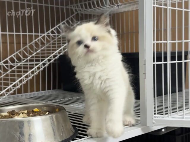 Mèo Ragdoll. Mua bán Mèo tại Thành phố Thủ Đức Tp Hồ Chí Minh được đăng bởi Viet Meow 233a Dương Đình Hội Q9 hình 1