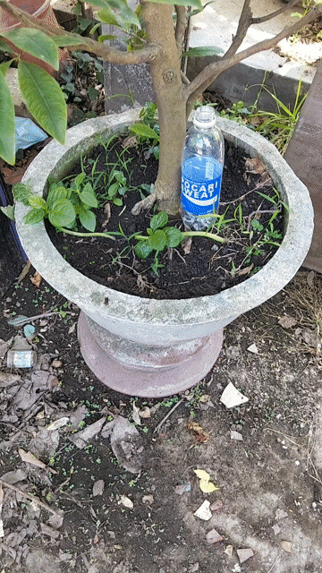 Mai Giảo Thủ Đức 1m Vành 10cm Thuần Chậu. Mua bán Cây cảnh, đồ trang trí tại Quận Sơn Trà Đà Nẵng được đăng bởi Hoang dinh tam hình 1