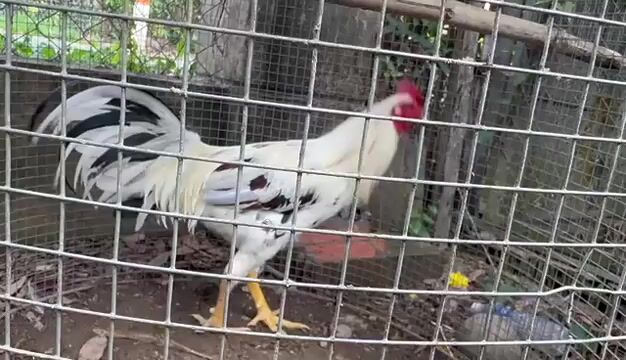 Gà trống 4.2kg Trắng đốm đen. Mua bán Gà tại Huyện Nhà Bè Tp Hồ Chí Minh được đăng bởi ronaldo hình 1