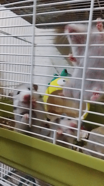 Hamster Bear Trắng xám. Mua bán Thú cưng khác tại Huyện Long Thành Đồng Nai được đăng bởi Ngân Huệ hình 1