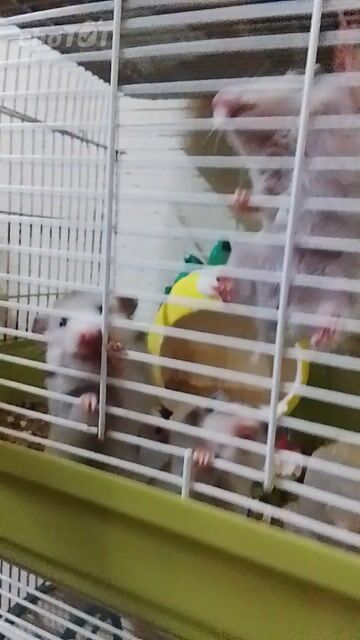 Hamster Bear Trắng xám. Mua bán Thú cưng khác tại Huyện Long Thành Đồng Nai được đăng bởi Ngân Huệ hình 1