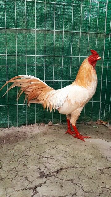 Gà 2.5kg. Mua bán Gà tại Huyện Long Hồ Vĩnh Long được đăng bởi Tuấn Anh hình 1