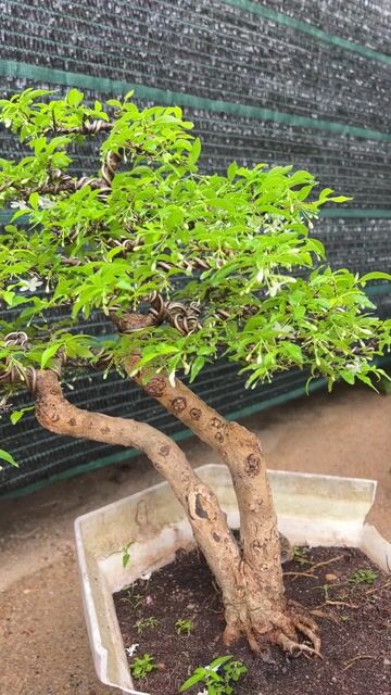 Mai chiếu thủy Bonsai 1 gốc 2 thân. Mua bán Cây cảnh, đồ trang trí tại Thành phố Thủ Đức Tp Hồ Chí Minh được đăng bởi Đá hình 1