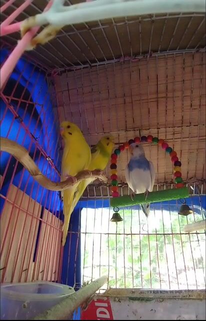 Chim Yến Phụng size sinh sản. Mua bán Chim tại Quận 11 Tp Hồ Chí Minh được đăng bởi Yaya Botho HLan hình 1