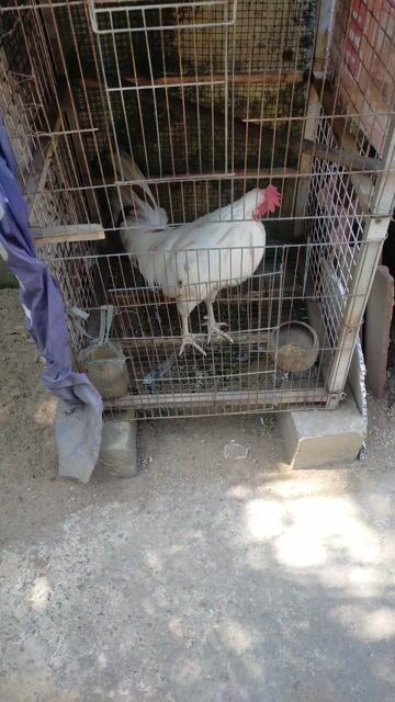 Gà trống làm cảnh đã tiêm. Mua bán Gà tại Thành phố Thủ Đức Tp Hồ Chí Minh được đăng bởi Nguyễn Chí hình 1