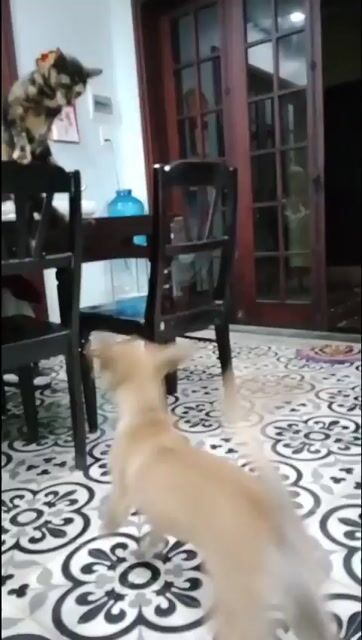 Chó Phú Quốc đực 3.5 tháng. Mua bán Chó tại Thị xã Hương Thủy Thừa Thiên Huế được đăng bởi Du Pham hình 1