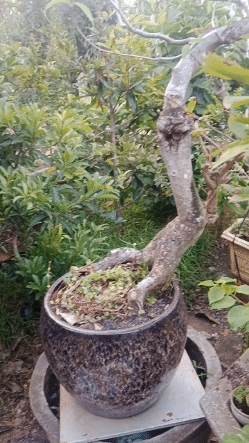 Cây sung sứ dáng rắn phùng mang. Mua bán Cây cảnh, đồ trang trí tại Huyện Châu Đức Bà Rịa - Vũng Tàu được đăng bởi Sắt Thép Vintage  hình 1