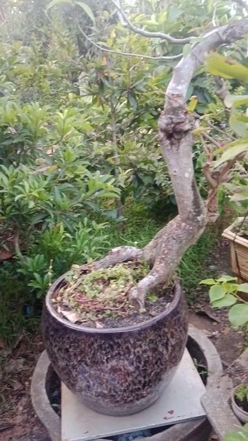 Cây sung sứ dáng rắn phùng mang. Mua bán Cây cảnh, đồ trang trí tại Huyện Châu Đức Bà Rịa - Vũng Tàu được đăng bởi Sắt Thép Vintage  hình 1
