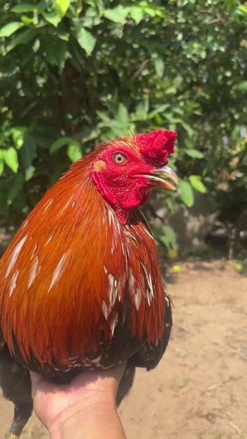 Gà tre Nâu đỏ Đực. Mua bán Gà tại Huyện Châu Thành Long An được đăng bởi bé ba hình 1