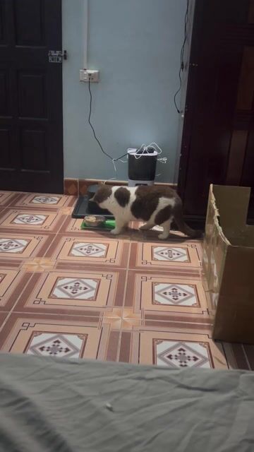 mèo aln đực. Mua bán Mèo tại Thành phố Vĩnh Yên Vĩnh Phúc được đăng bởi Bùi Quốc Khánh hình 1