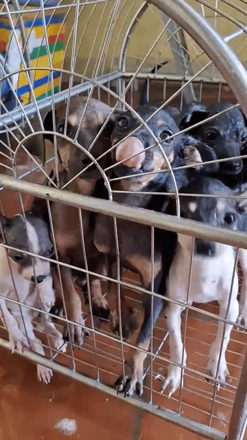 Chó con 3 tháng tuổi. Mua bán Chó tại Quận Hà Đông Hà Nội được đăng bởi Thủy Nguyễn hình 1