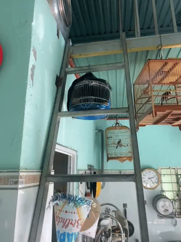 Chim cu khách Cặp Phú An. Mua bán Chim tại Thành phố Thủ Dầu Một Bình Dương được đăng bởi Minh Nguyễn hình 1