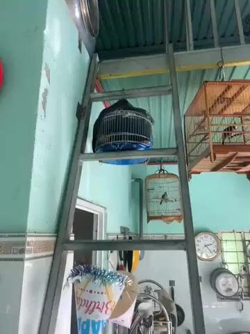 Chim cu khách Cặp Phú An. Mua bán Chim tại Thành phố Thủ Dầu Một Bình Dương được đăng bởi Minh Nguyễn hình 1