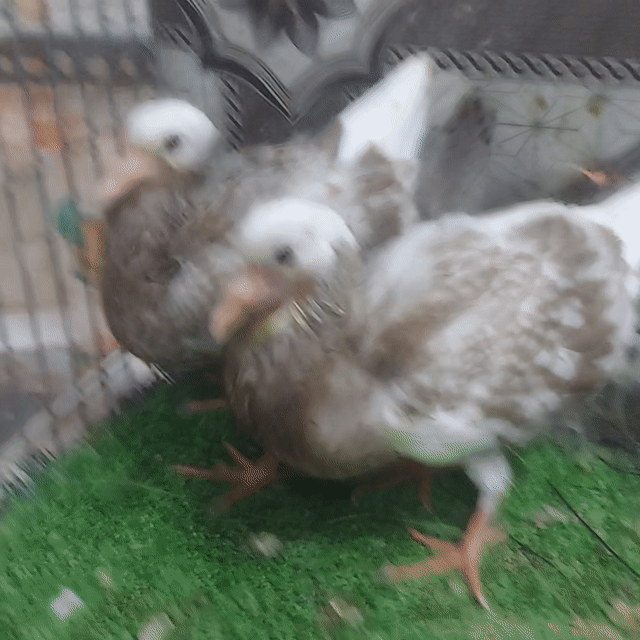 Chim Thiên thần Liên Xô Đột biến tập ăn. Mua bán Chim tại Quận Bình Tân Tp Hồ Chí Minh được đăng bởi VINH  hình 1
